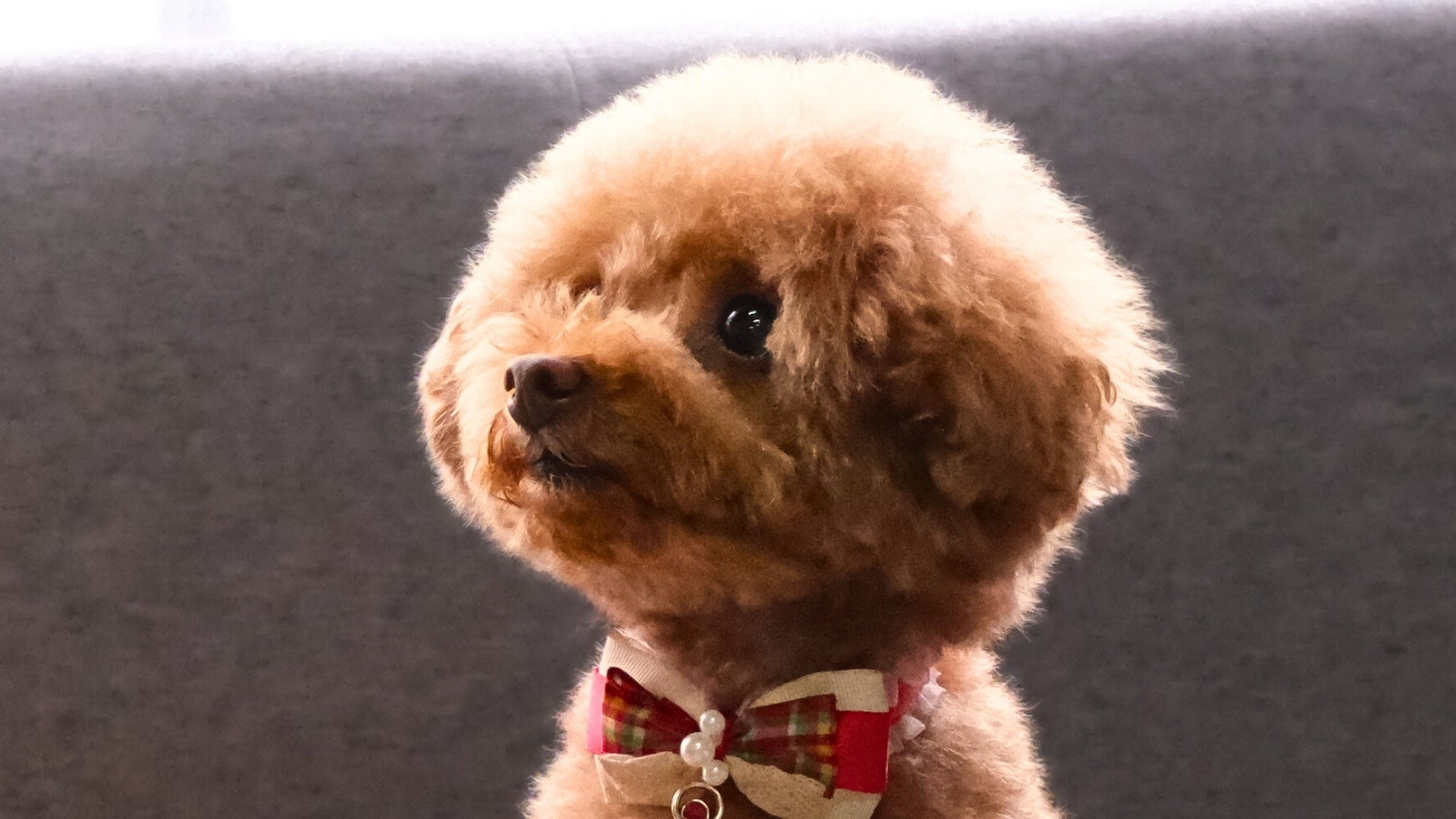 再販♡トイプードル♡ベビーヘアクリップ　ヘアゴム 犬も人もつけられるトイプードルのヘアクリップ。カプセルトイの
