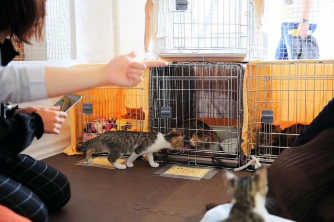 大阪のディープスポットでネコ助け ネコリパ猫助け文化祭 を大阪 新世界で関西初開催 ピュリナ ネコのバス保護猫譲渡会や天王寺動物園にて猫 助けセミナーも 株式会社ネコリパブリックのプレスリリース 大阪のディープスポットでネコ助け ネコリパ猫助け文化祭 を大阪 新世界で関西初開催 ピュリナ ネコのバス保護猫譲渡会や天王寺動物園にて猫 助けセミナーも 株式会社ネコリパブリックのプレスリリース