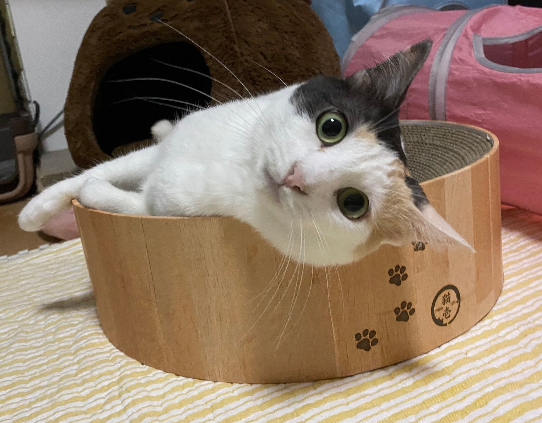 大阪のディープスポットでネコ助け ネコリパ猫助け文化祭 を大阪 新世界で関西初開催 ピュリナ ネコのバス保護猫譲渡会や天王寺動物園にて猫 助けセミナーも 株式会社ネコリパブリックのプレスリリース 大阪のディープスポットでネコ助け ネコリパ猫助け文化祭 を大阪 新世界で関西初開催 ピュリナ ネコのバス保護猫譲渡会や天王寺動物園にて猫 助けセミナーも 株式会社ネコリパブリックのプレスリリース
