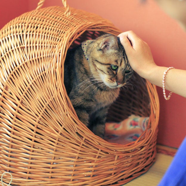 8月8日は #世界猫の日 ＞すべての猫の幸せと健康を願って。トレッタ