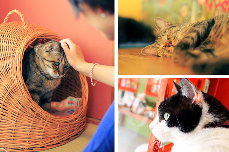 要問い合せ♥️猫好きなあなたへ♥️黒猫　猫　ネコ　パーテーション　スクリーン 要問い合せ♥️猫好きなあなたへ♥️黒猫猫ネコパーテーション