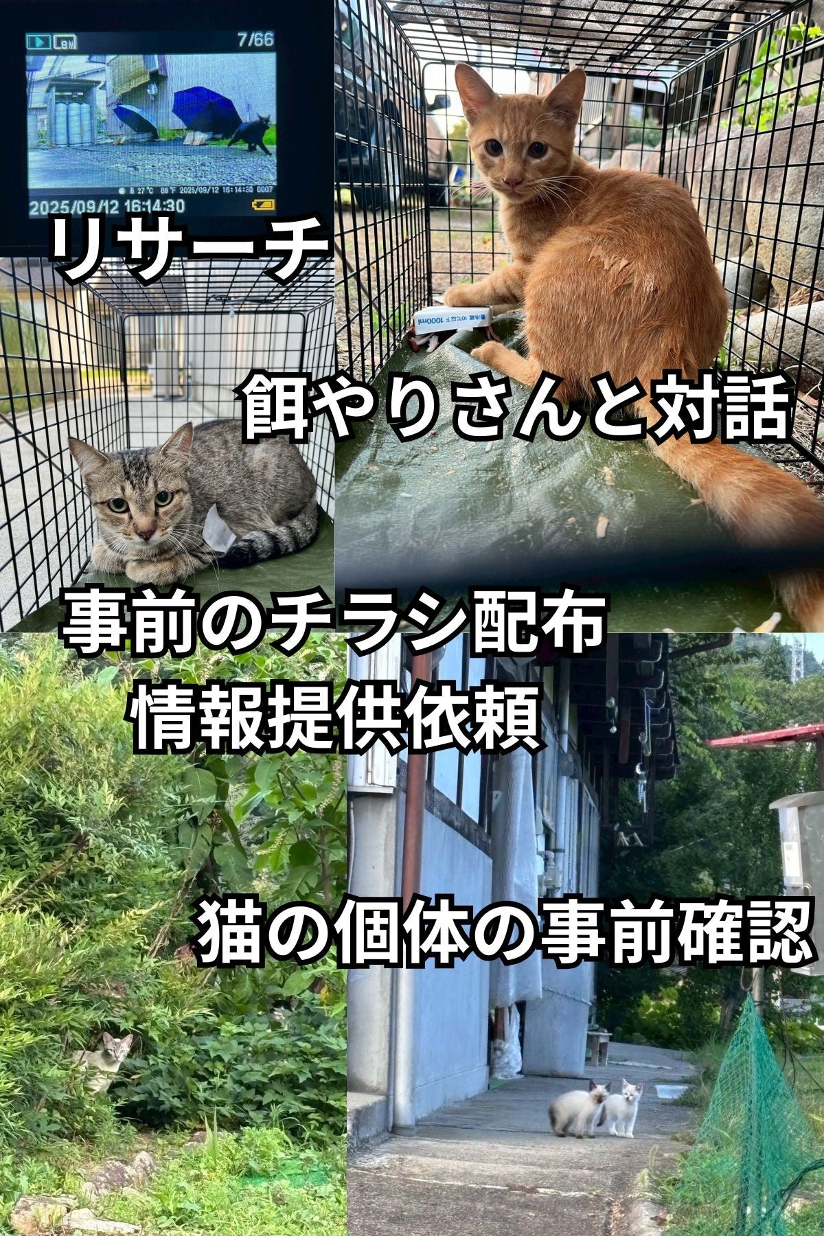 本気の「殺処分ゼロ」実現プロジェクト始動。猫の殺処分ゼロを“本当の