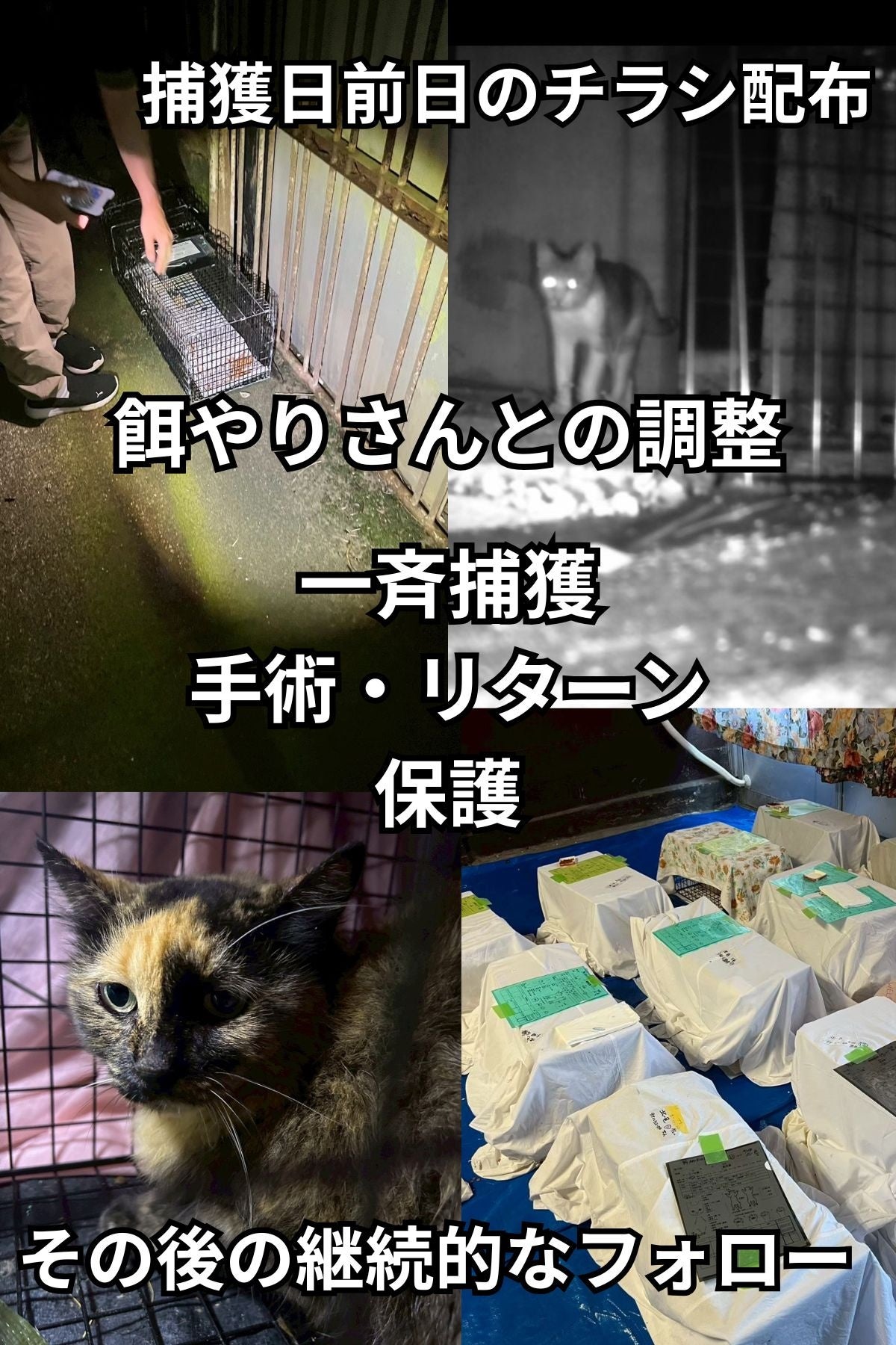 本気の「殺処分ゼロ」実現プロジェクト始動。猫の殺処分ゼロを“本当の