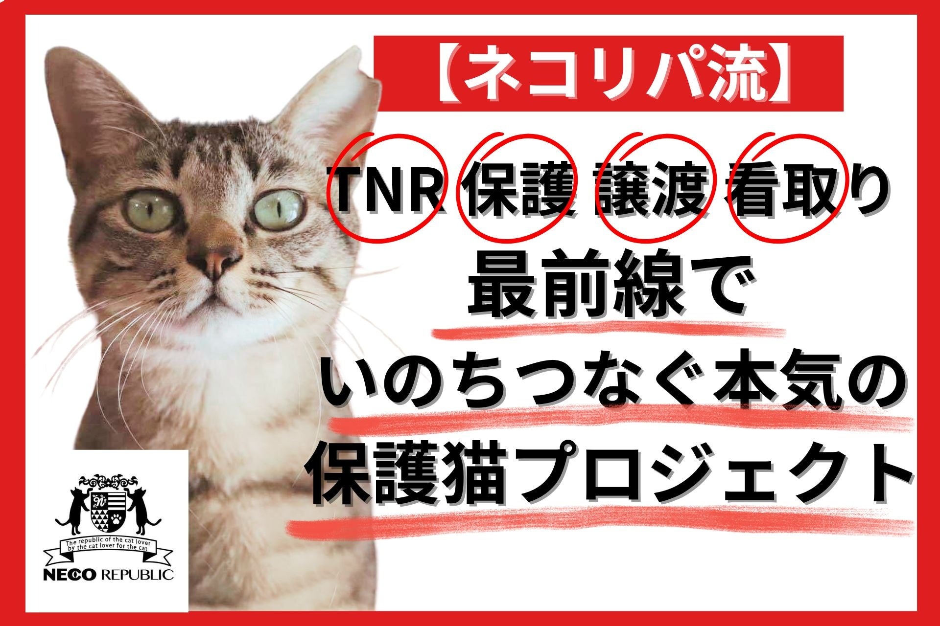 本気の「殺処分ゼロ」実現プロジェクト始動。猫の殺処分ゼロを“本当の