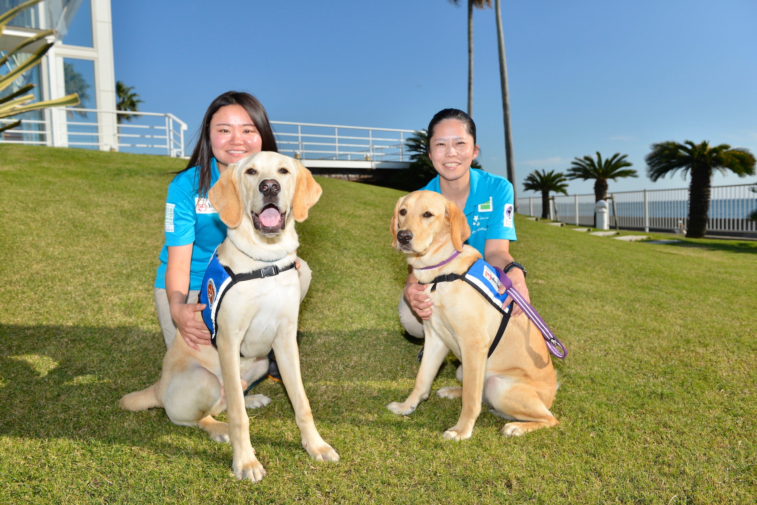 育成中の候補犬トミー(左)とミコ