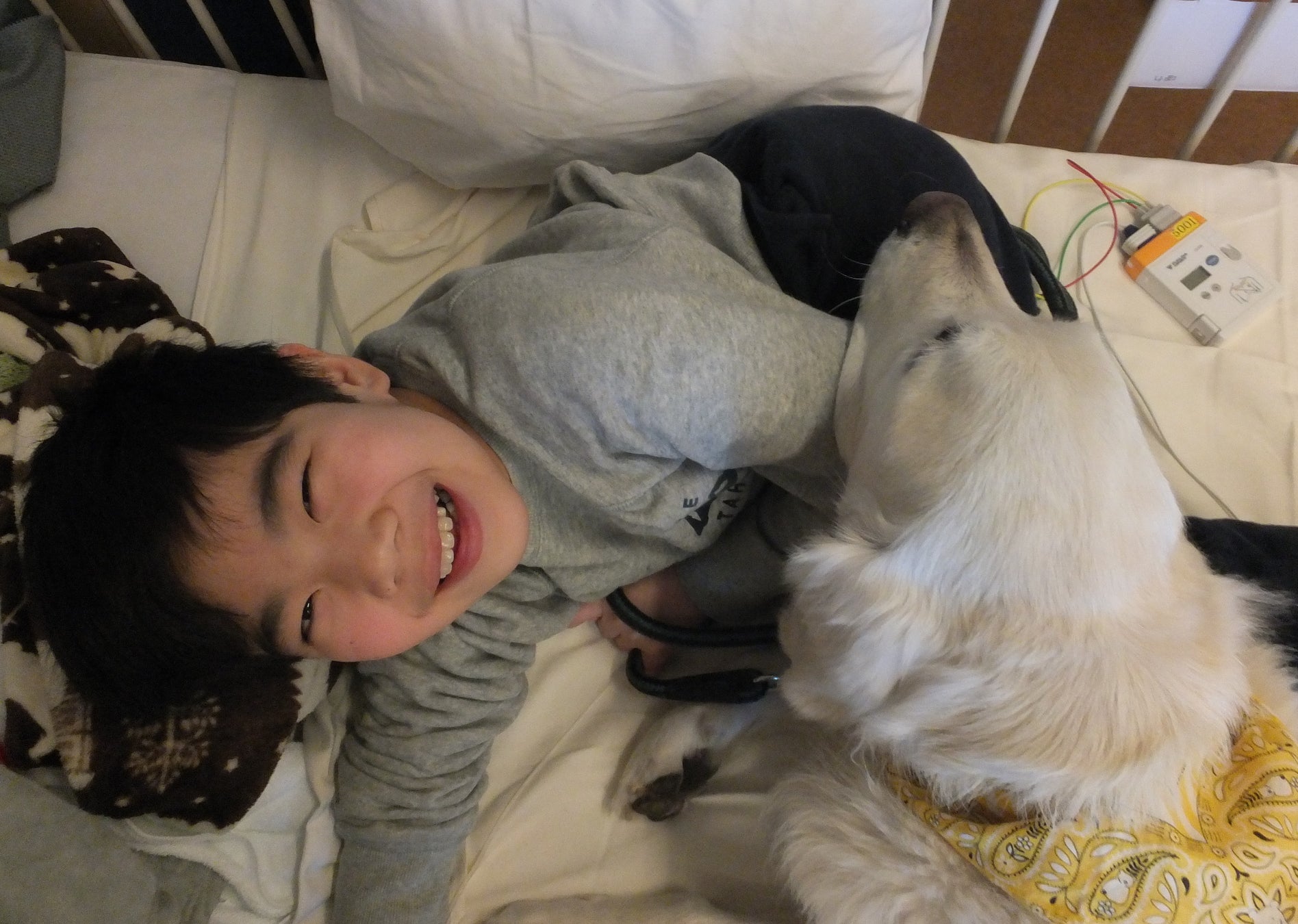 ファシリティドッグ は医療チームの一員として病院に常勤し、病気と闘う子どもたちに寄り添います