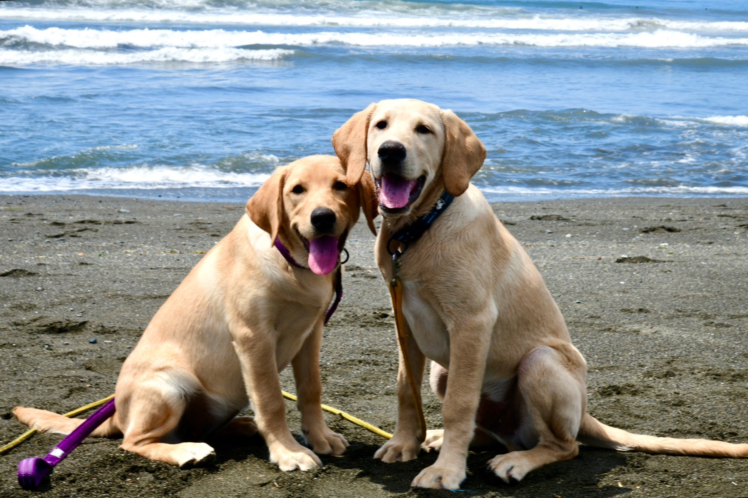 6月上旬に海辺にて、左がミコ、右がトミー ©2023 hiiguruma