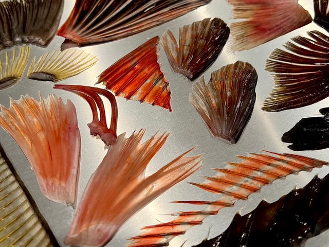 文喫 六本木と札幌の都市型水族館がコラボ!「読む水族館 鰭展」開催中 文喫 六本木と札幌の都市型水族館がコラボ!「読む水族館 鰭展」開催中