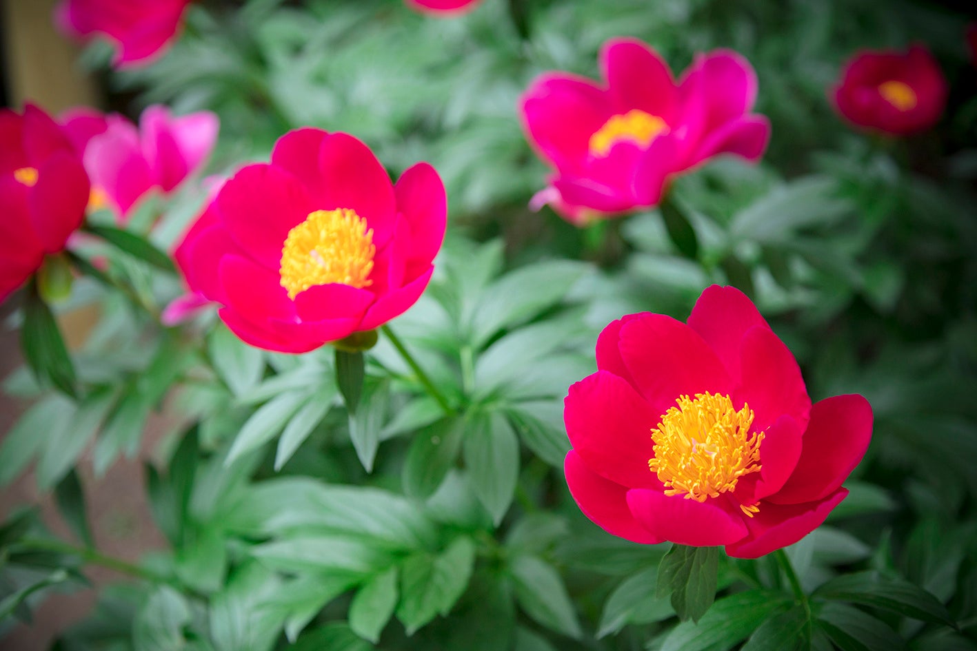 ［シャクヤク（4月下旬～5月中旬）］