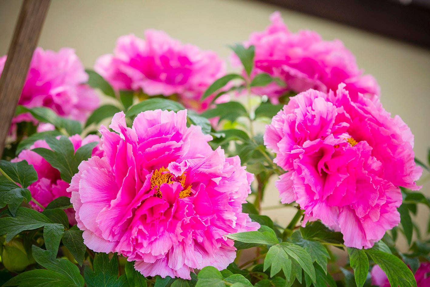 ［紫紅殿（しこうでん）］