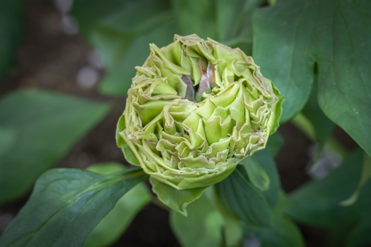 第四十三回 上野東照宮 春のぼたん祭 東照宮のプレスリリース 第四十三回 上野東照宮 春のぼたん祭 東照宮のプレスリリース