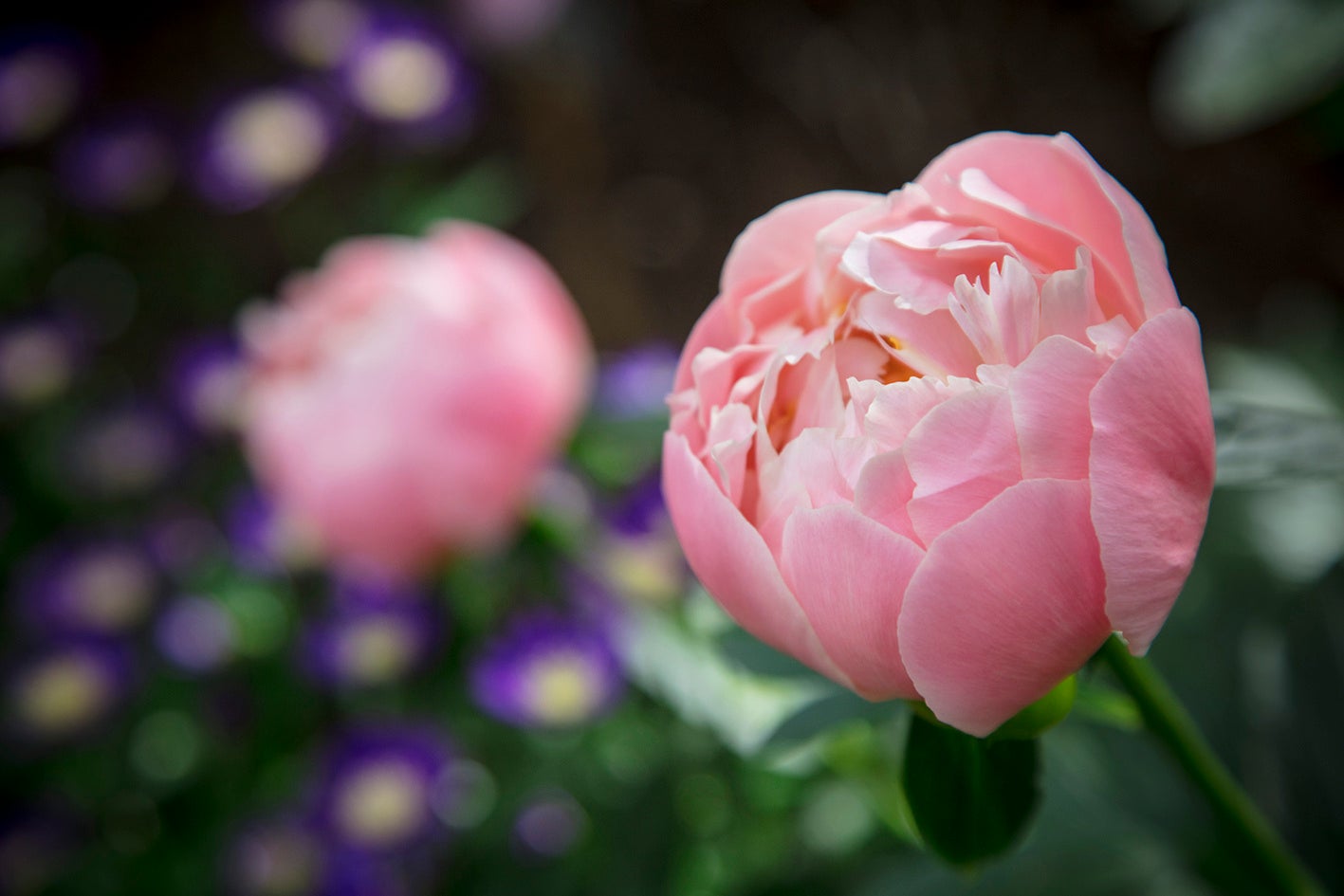 ［シャクヤク（4月下旬～5月中旬）］