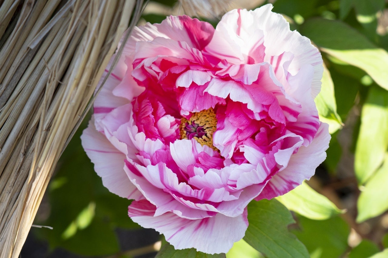 冬ぼたん・島錦