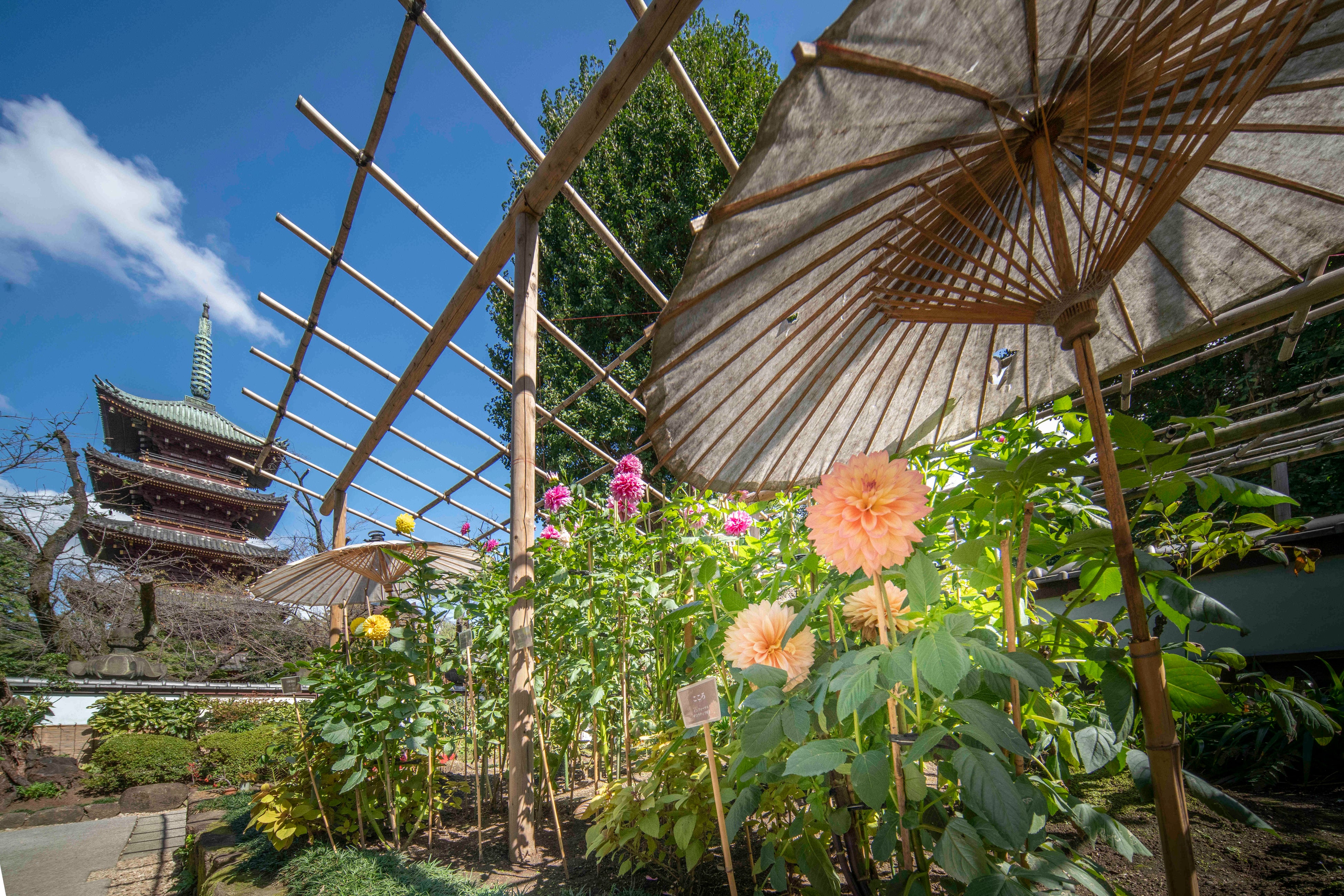 ダリアと五重塔