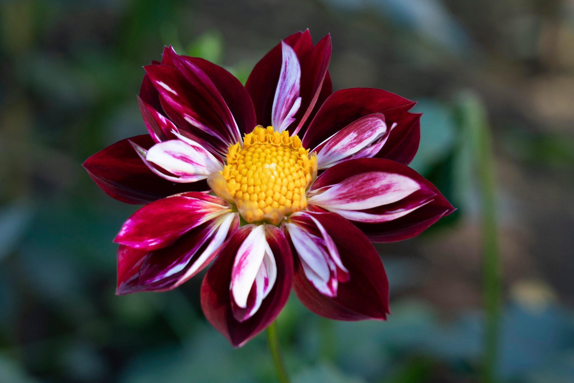 メアリーエベリン