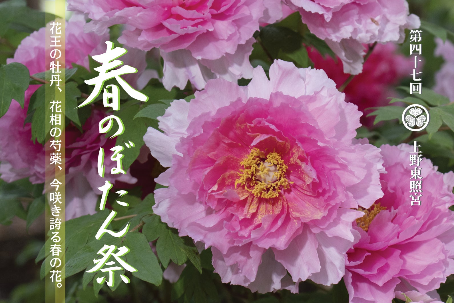 東京・上野公園|『第四十七回 上野東照宮 春のぼたん祭』2026年4月4 東京・上野公園|『第四十七回 上野東照宮 春のぼたん祭』2026年4月4