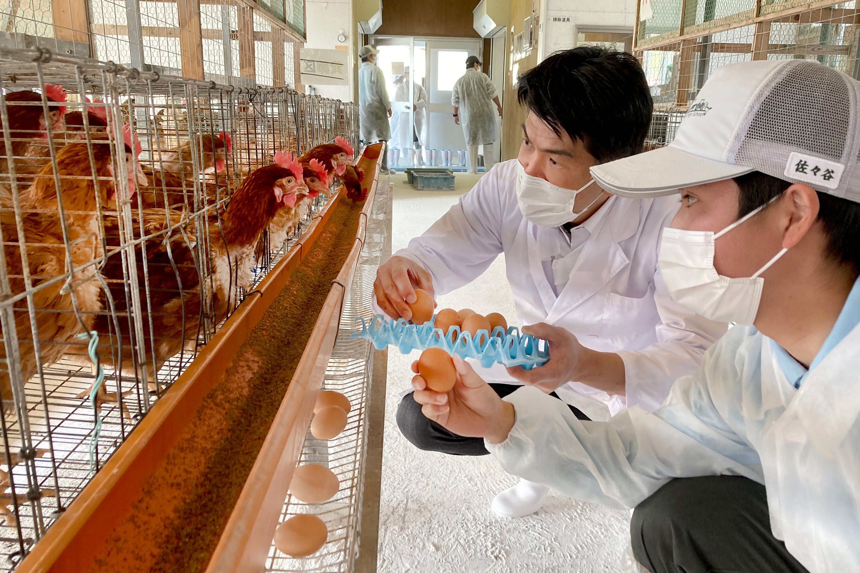 京都府立農芸高校鶏舎にて、同校生 佐々谷さんと都ホテル 京都八条 中国料理「四川」料理長 山﨑 泰寛