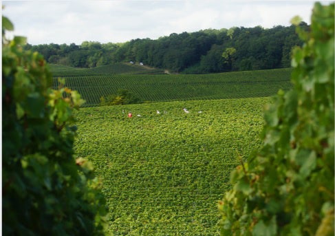 メゾンイメージ