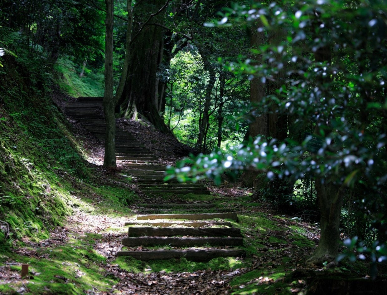 野鳥の森・探鳥路