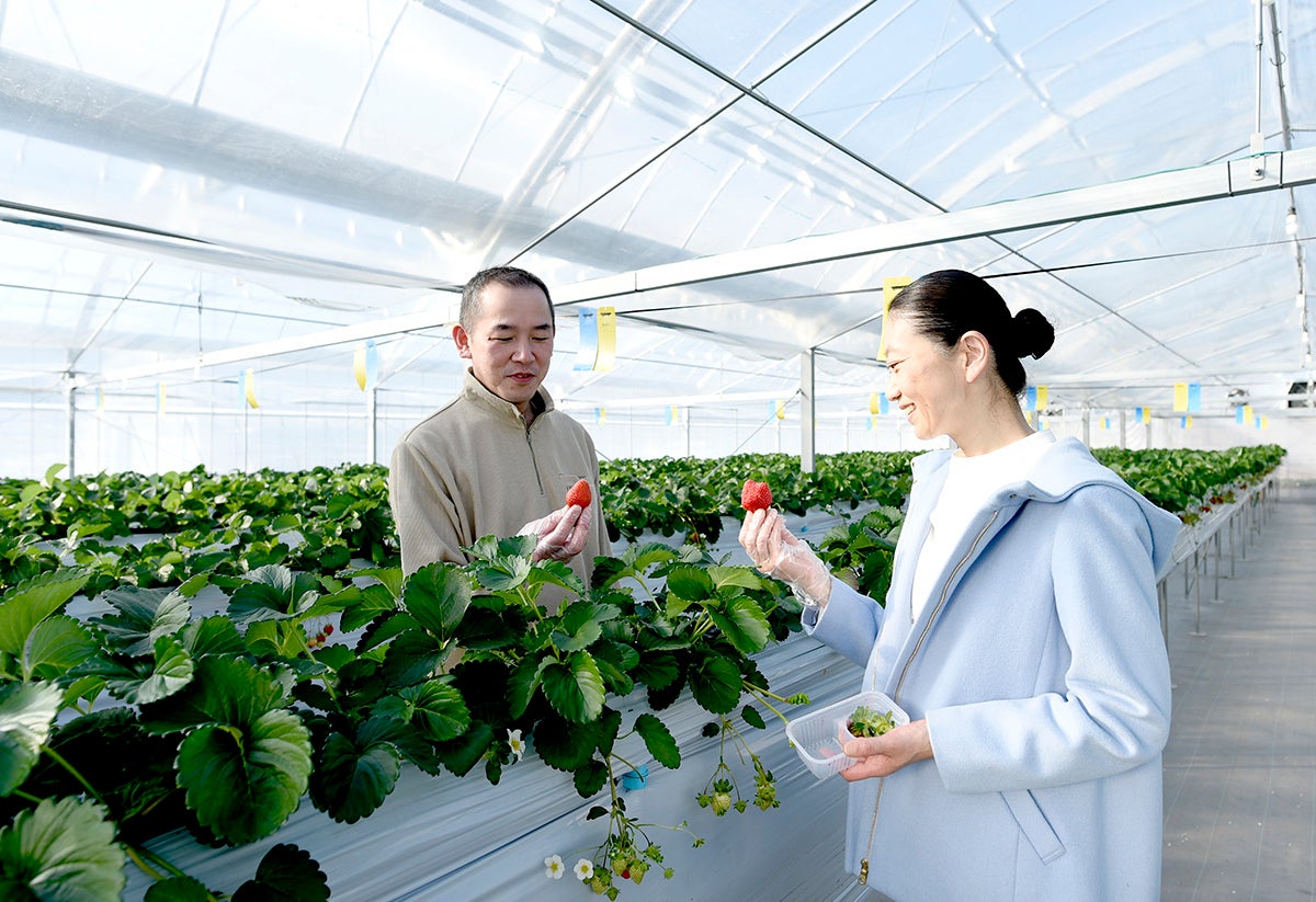 志摩産苺レッドパール農場にて