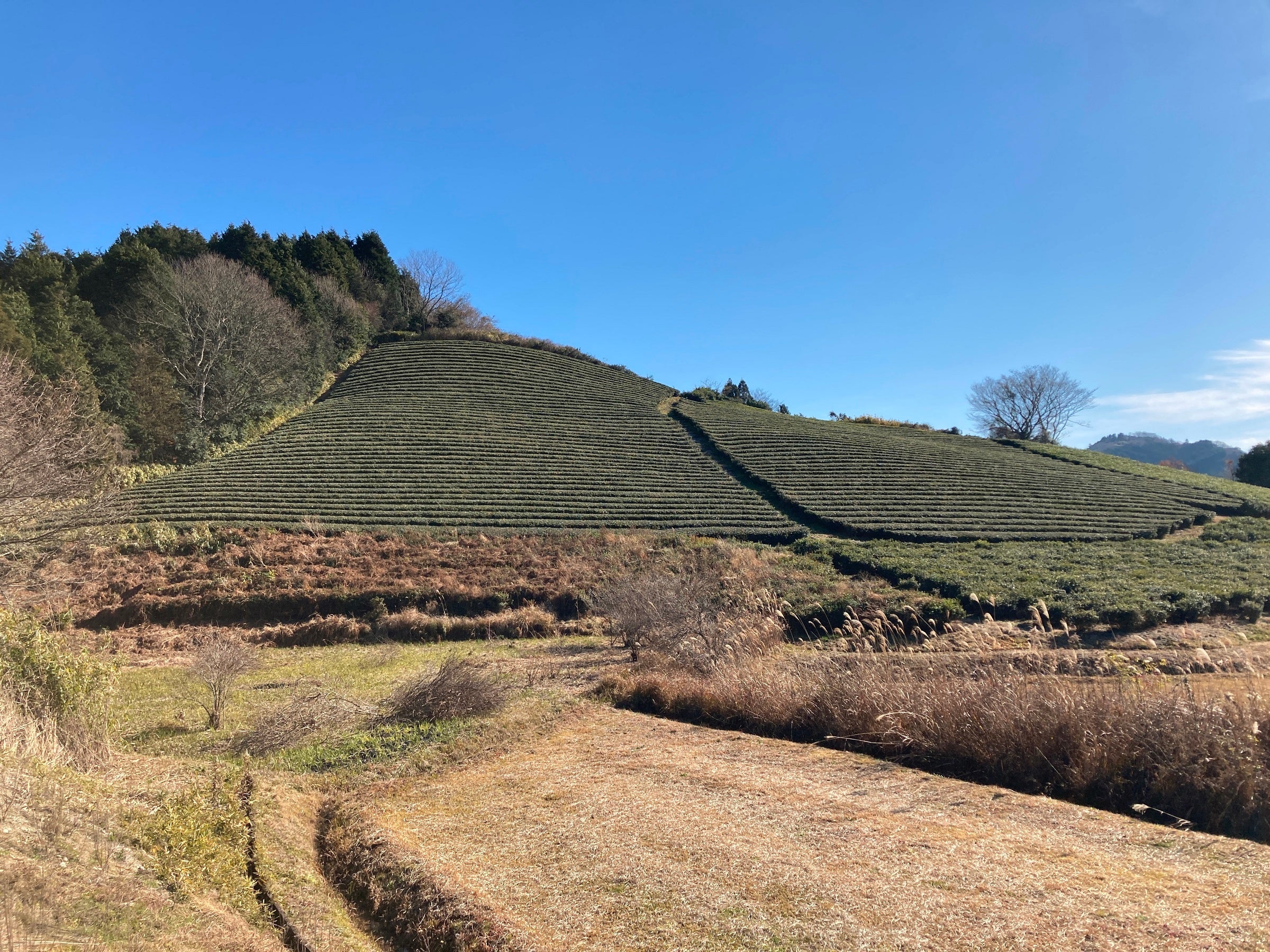 樹齢100年余りの大和高原にある茶畑