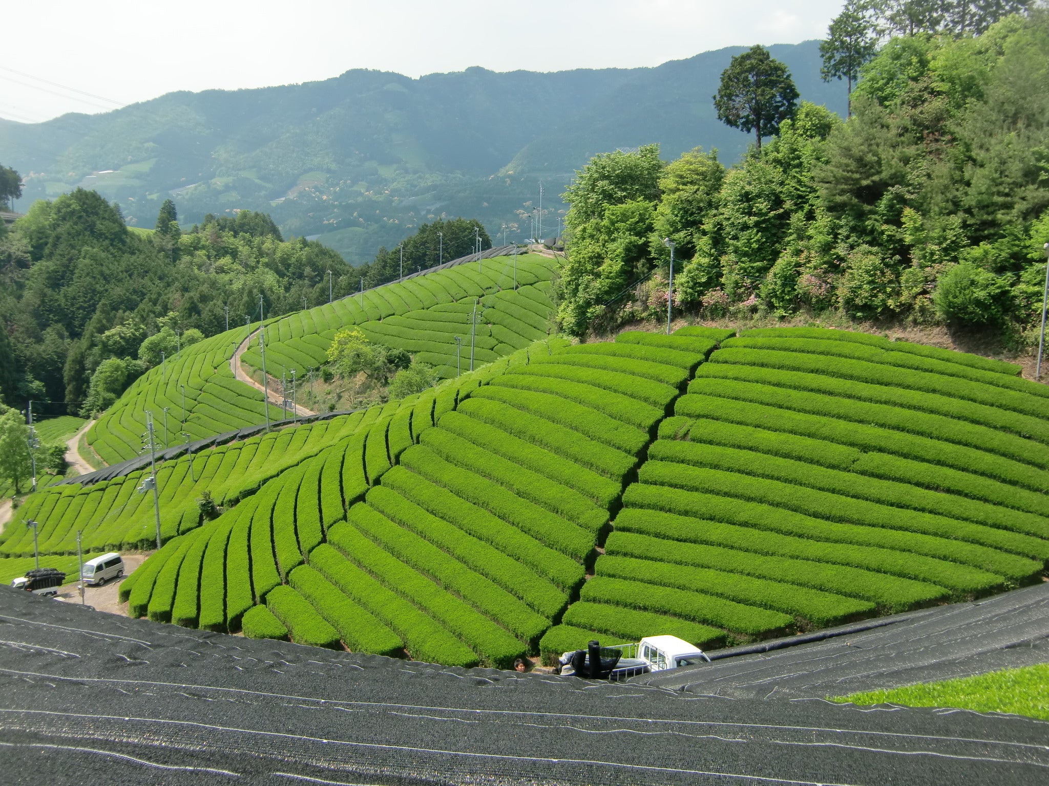 中井製茶場茶畑
