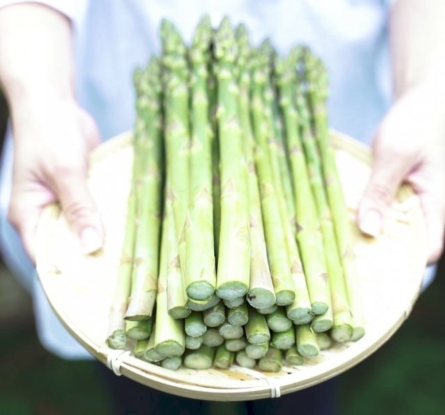 高級ごぼう「諸田ごぼう」や、新規就農者向け研修農場でのアスパラ栽培なども盛ん