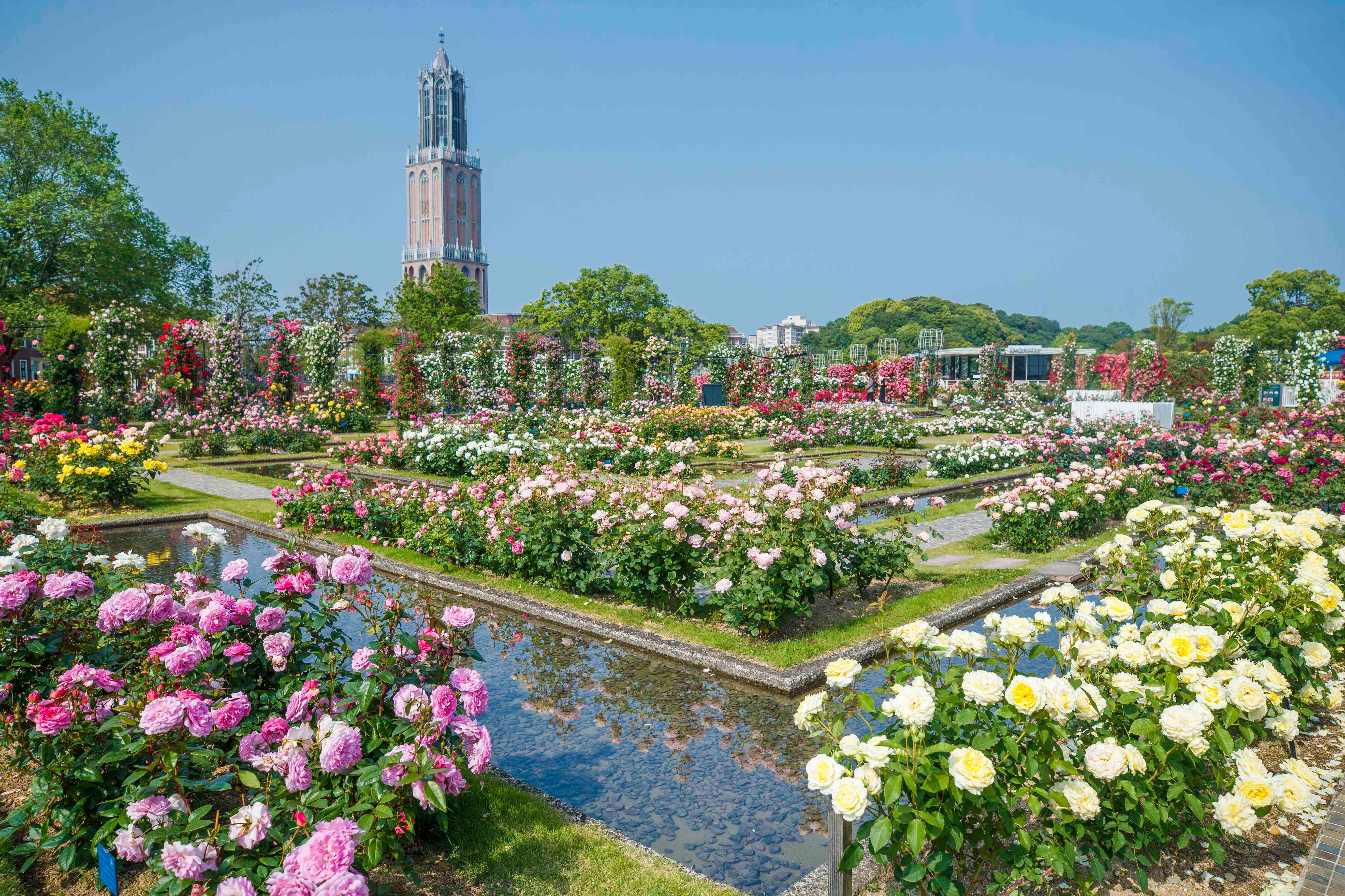 2 000品種100万本のバラの中で優雅な花体験 日本最多1 250品種のあじさいが本場ヨーロッパの街並みを彩る 初夏の花の街 ワンダーランド ハウステンボス株式会社のプレスリリース