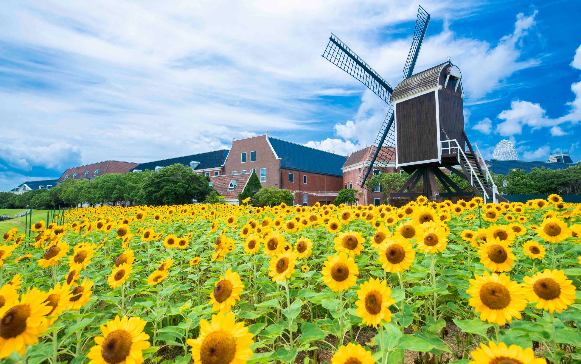 圧巻のひまわり畑や 南国ムード満載の屋外スポット 今年の夏はハウステンボスで一日中遊ぼう サマーフェスティバル 光の街の夏 祭り ハウステンボス株式会社のプレスリリース 圧巻のひまわり畑や 南国ムード満載の屋外スポット 今年の夏はハウステンボスで一日中遊ぼう サマーフェスティバル 光の街の夏 祭り ハウステンボス株式会社のプレスリリース