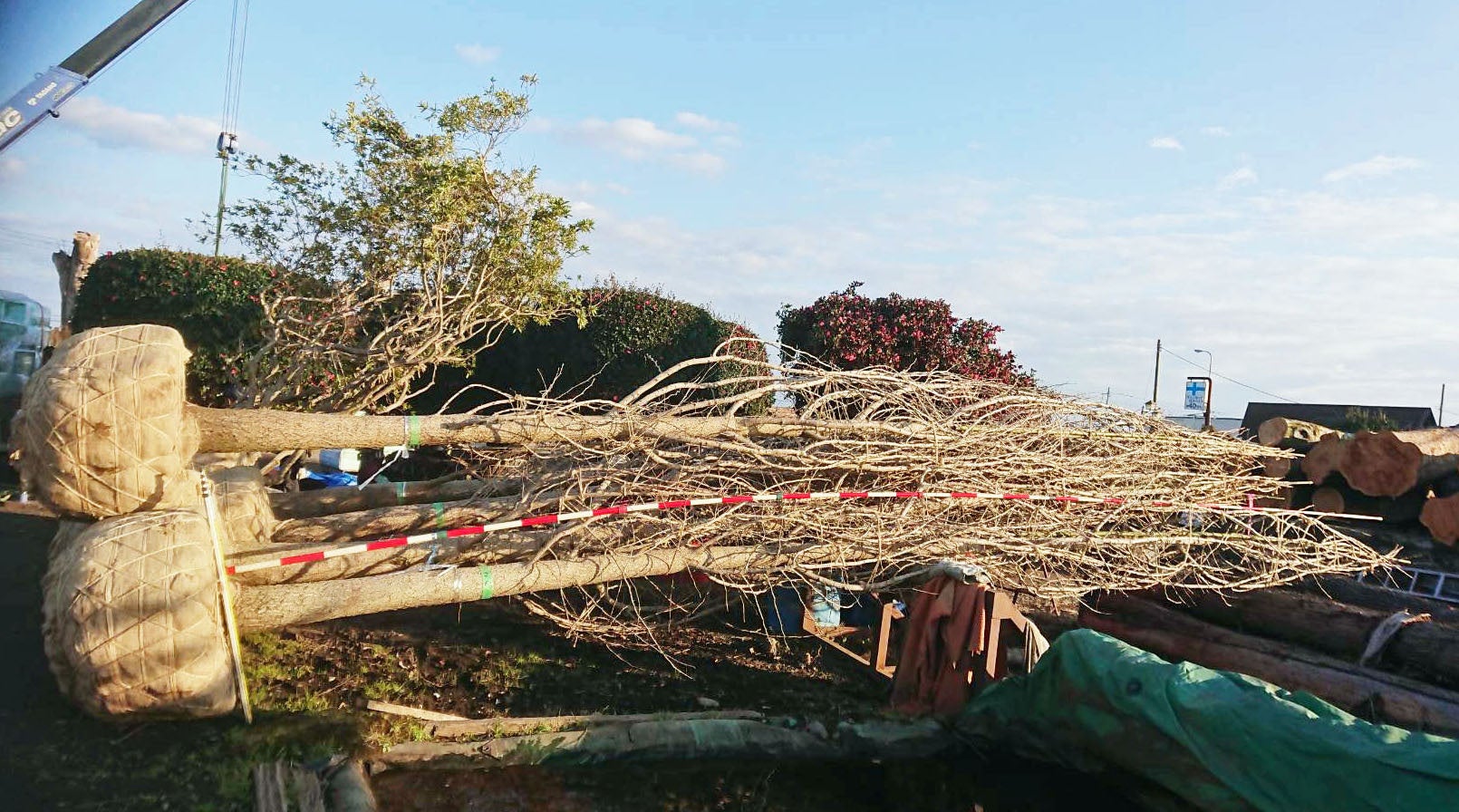 圃場からイチョウを搬出する様子