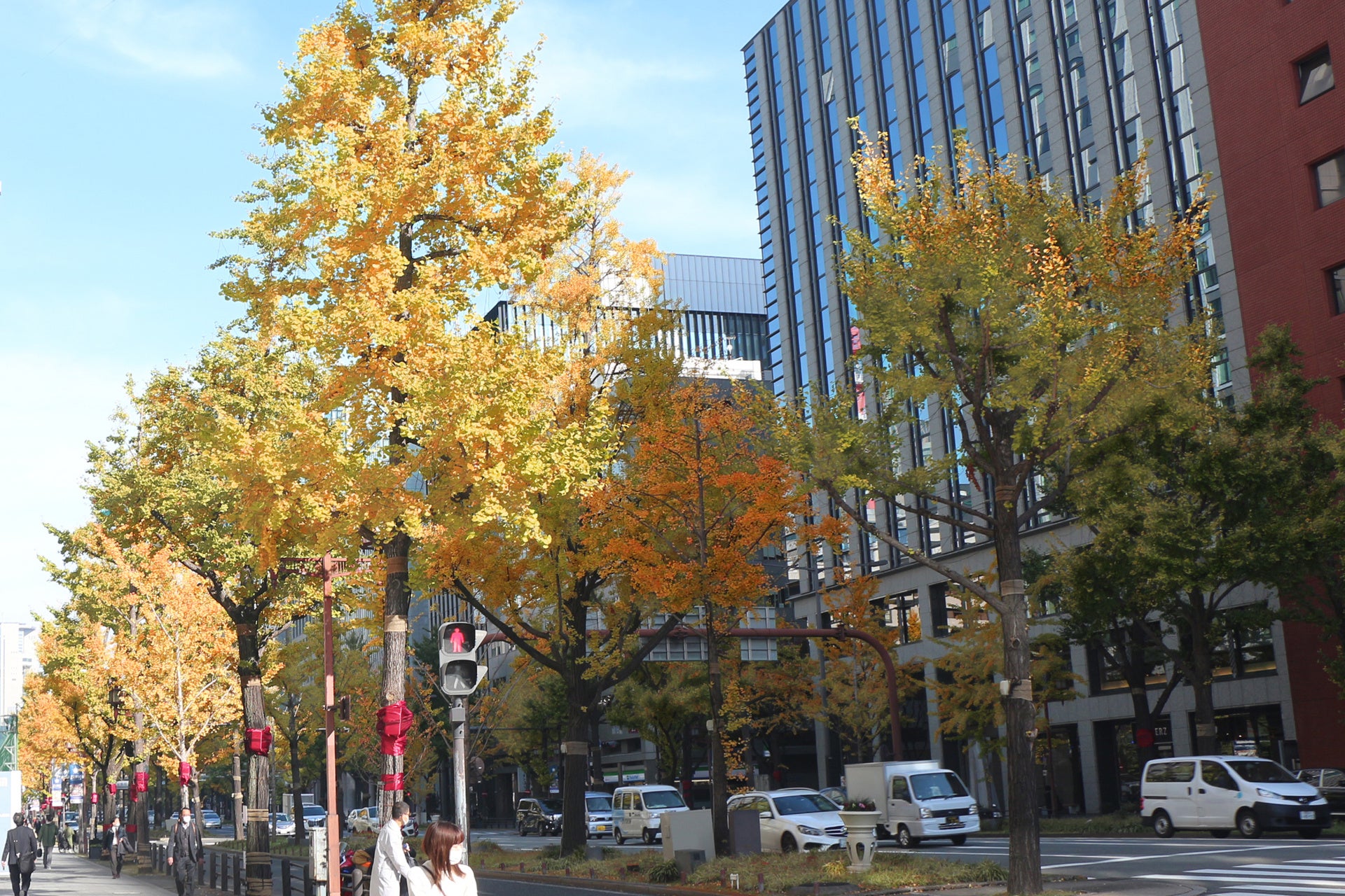 大きく育ち色づいたイチョウ並木
