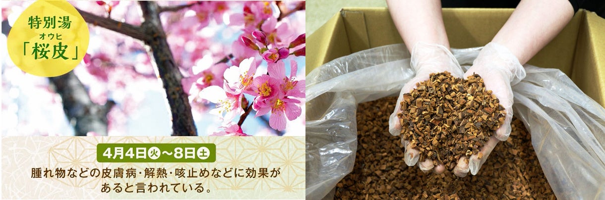 春の特別湯「薬湯 桜皮風呂」