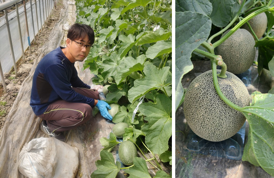 「電解水素水で育てた草津メロン」収穫の様子（昨年）