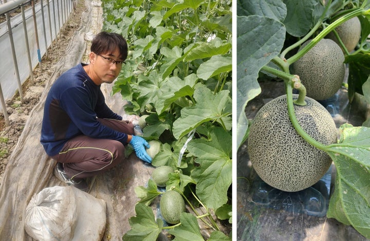 毎年約300セットが約12時間で完売する人気のメロン 『電解水素水で育て 毎年約300セットが約12時間で完売する人気のメロン 『電解水素水で育て