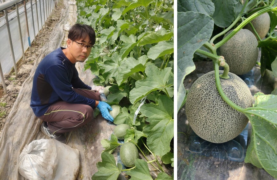 「電解水素水で育てた草津メロン」収穫の様子(昨年)