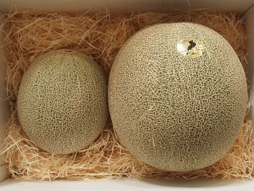 左:通常サイズ(4L)右:電解水素水平均サイズ(6L)