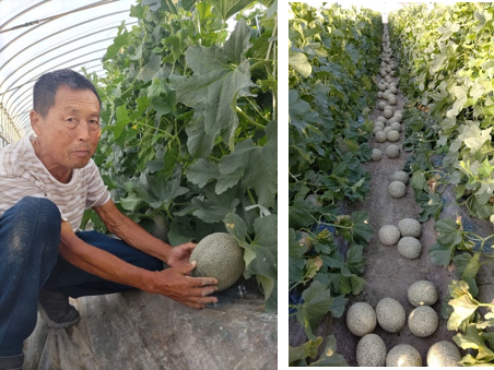 毎年300セットが約12時間で完売する人気のメロン『電解水素水で育てた