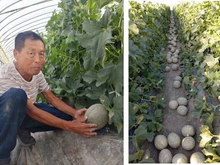 「電解水素水で育てた草津メロン」収穫の様子(昨年)