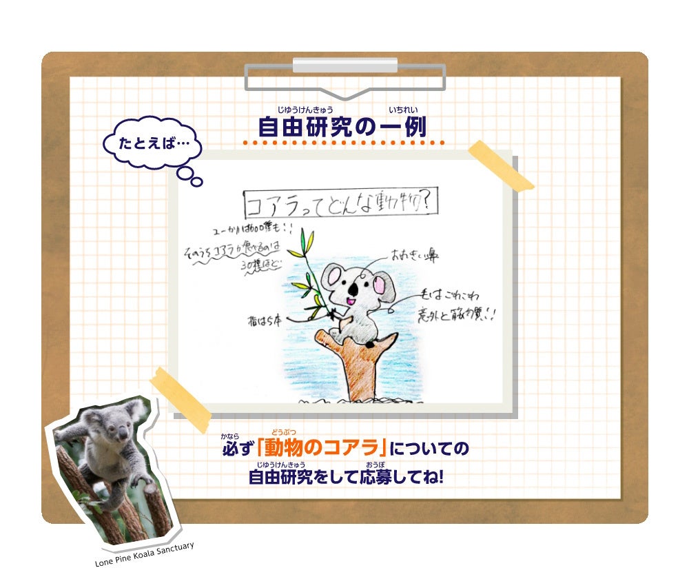 駐日オーストラリア大使館にご招待 夏休み コアラ自由研究 キャンペーン を 開催いたします 株式会社ロッテのプレスリリース