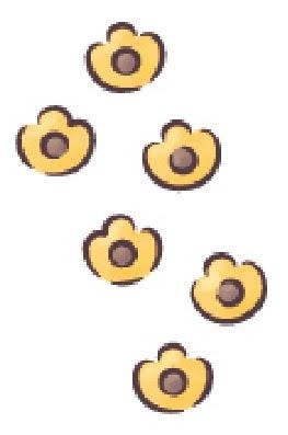 コアラのあしあと