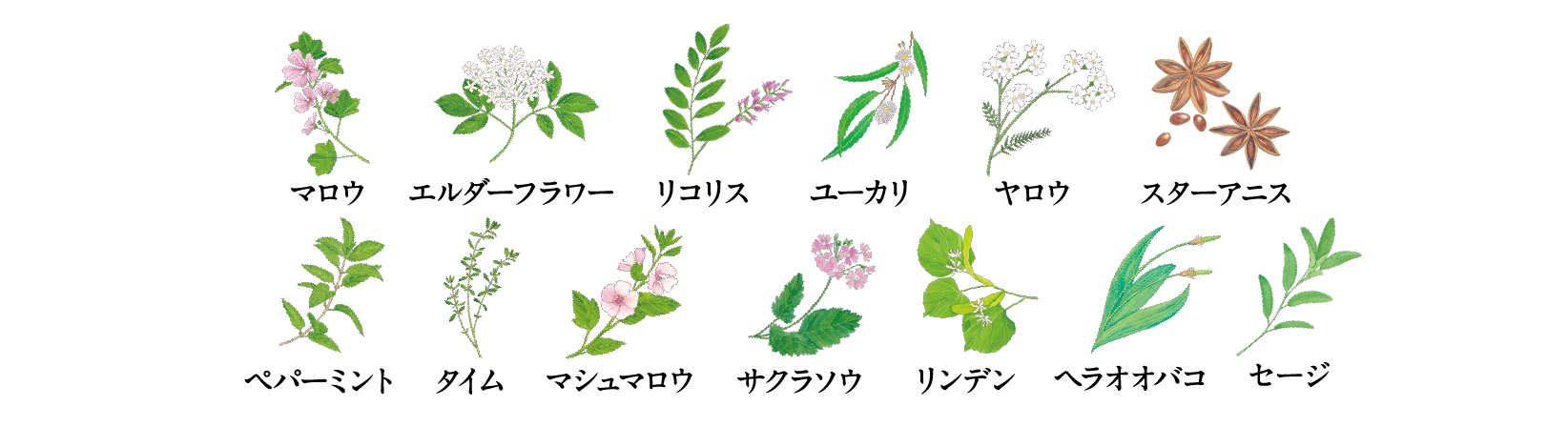 カリンエキスとハーブのフレッシュな味わい