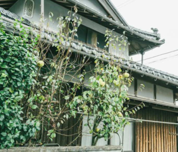 家の庭に植えられたカリンの木