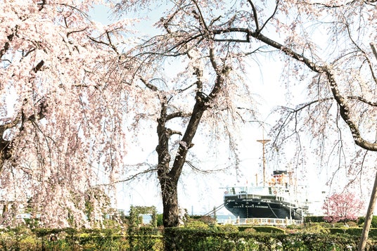 【今週末3/29-30が絶好機】横浜・みなとみらいの桜が満開 ランドマーク×観覧車×桜の絶景ポイント<3月28日(土)29日(日)にイベント開催> 【今週末3/29-30が絶好機】横浜・みなとみらいの桜が満開 ランドマーク×観覧車×桜の絶景ポイント<3月28日(土)29日(日)にイベント開催>