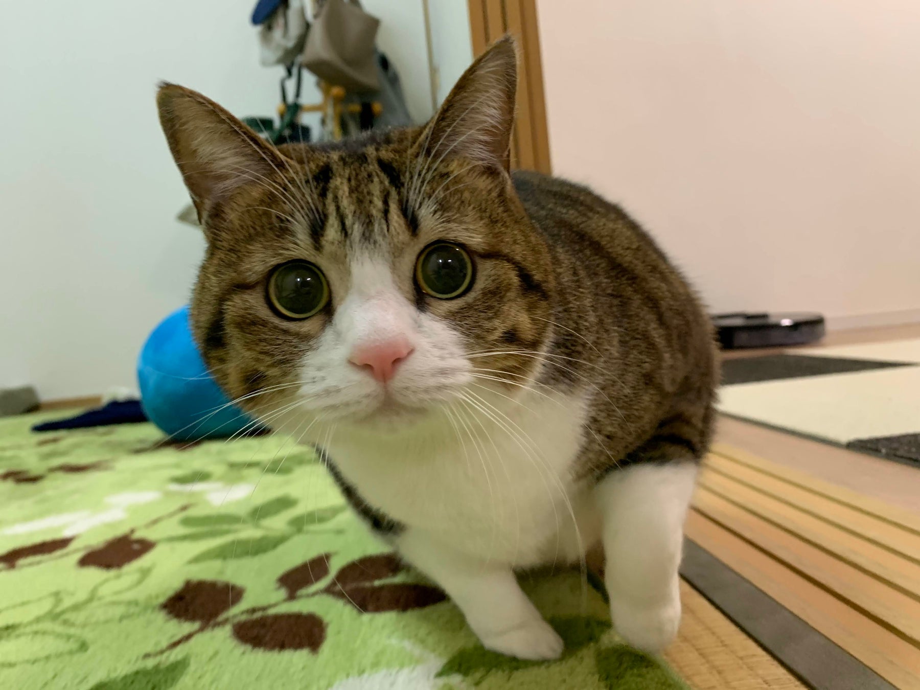 Instagramフォロワーは万人 日本一のニャンスタグラマー すずめちゃんのフォトブック すずめのすすめ が22年3月31日発売 株式会社主婦の友社 のプレスリリース Instagramフォロワーは万人 日本一のニャンスタグラマー すずめちゃんのフォトブック すずめのすすめ が22年3月31日発売 株式会社主婦の友社 のプレスリリース