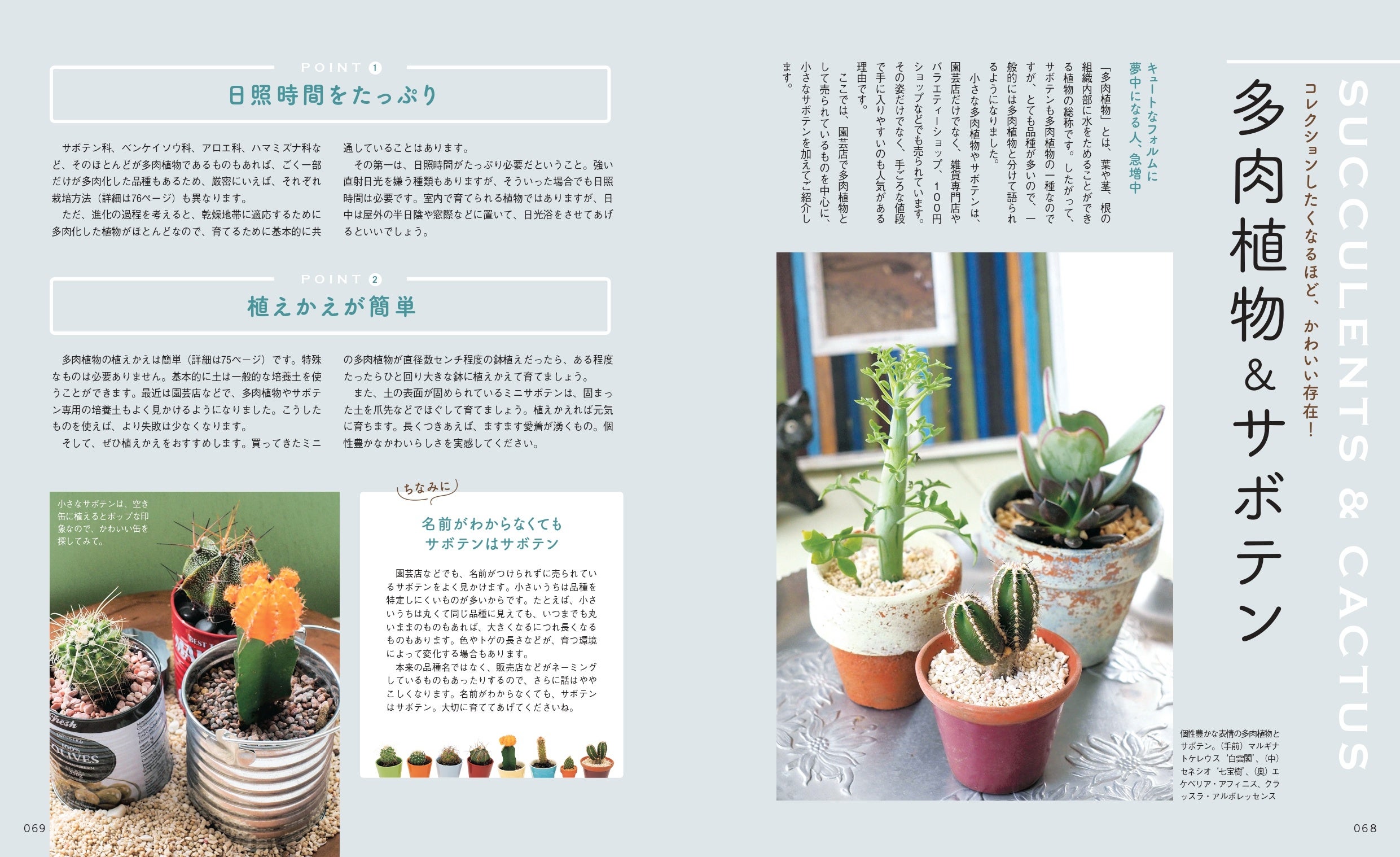 ミニ多肉植物＆サボテン、エアプランツも紹介！