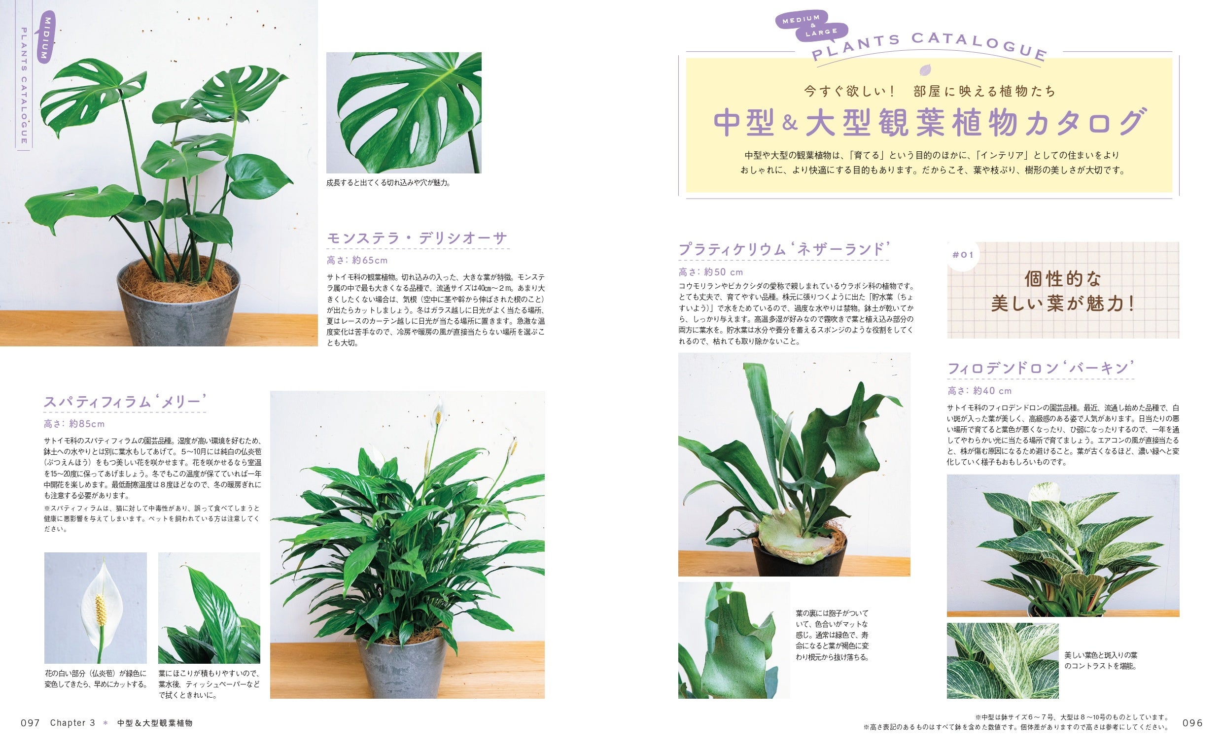 コロナ禍で観葉植物がブームに。新生活に“ひと鉢”。植物といっしょに