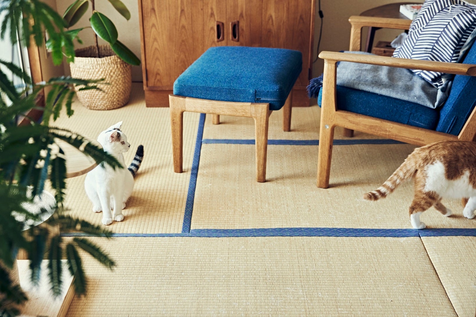 引っ越しで実現した、念願の猫との暮らし。ともに保護猫で、茶白はまるおくん、白黒はしろちゃん。