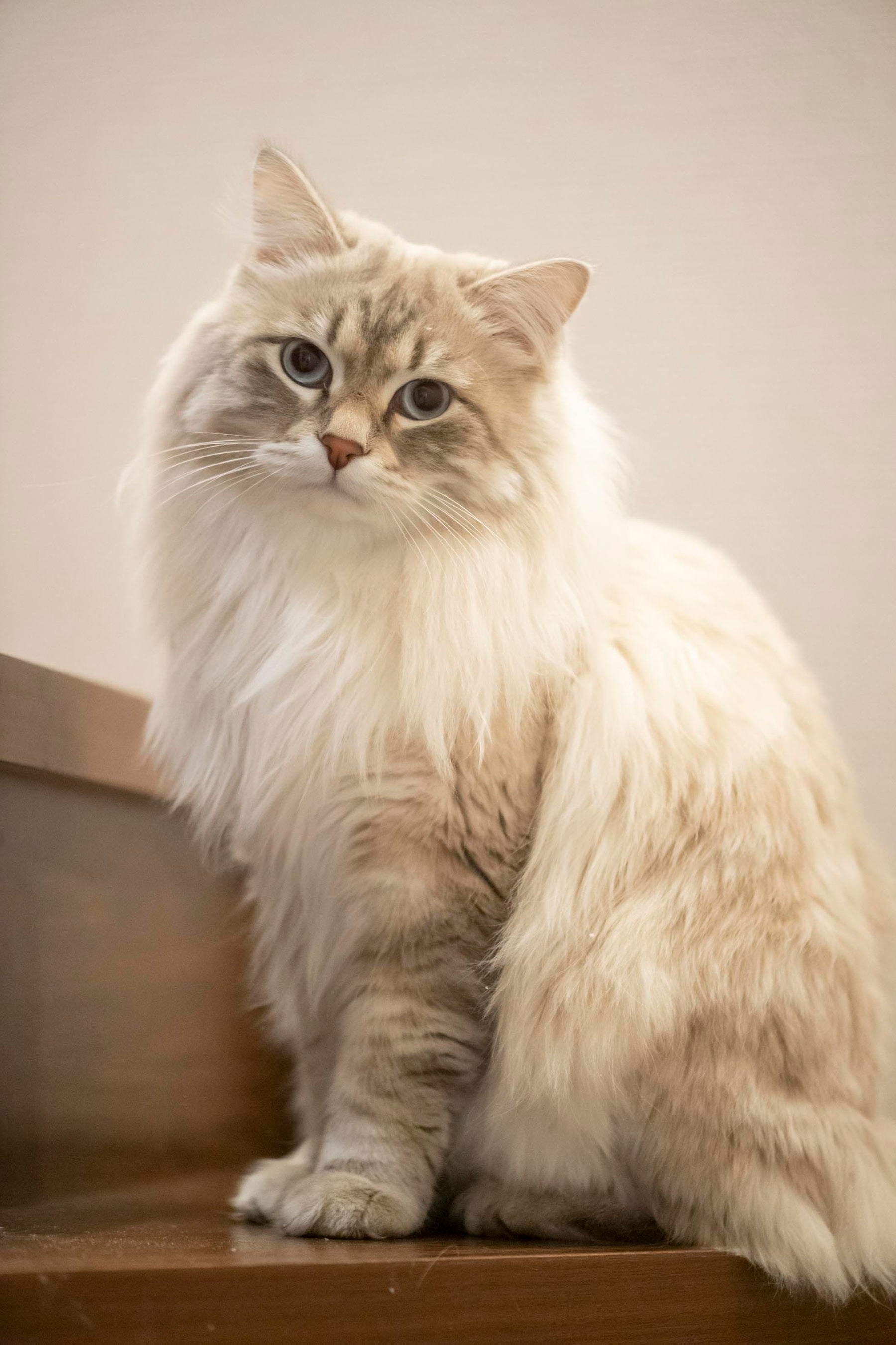 樋口さんの飼っている大型猫　メインクーン