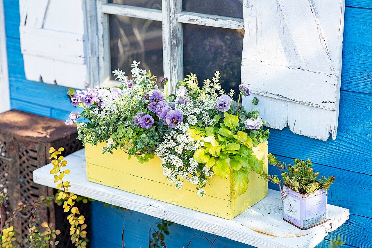 パンジーとリーフプランツの寄せ植え