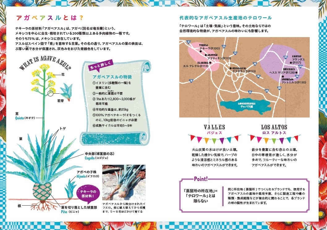 テキーラの原料や生産地などの情報も詳しく解説しています